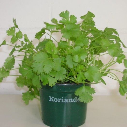 Koriander Bio
