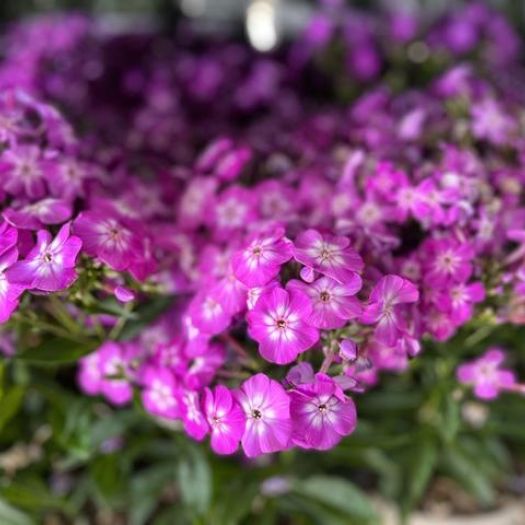 Phlox paniculata Solitär T19