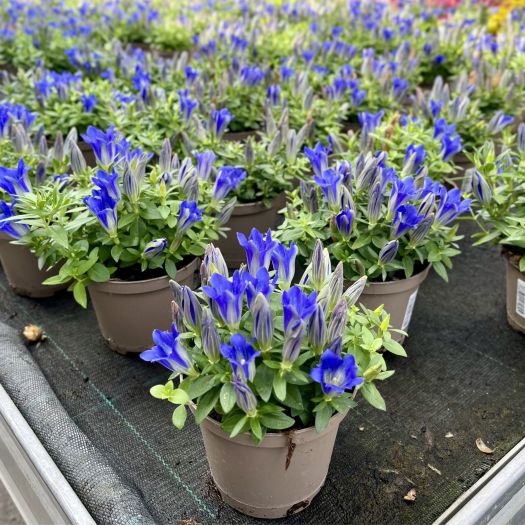 Gentiana (Enzian) T12