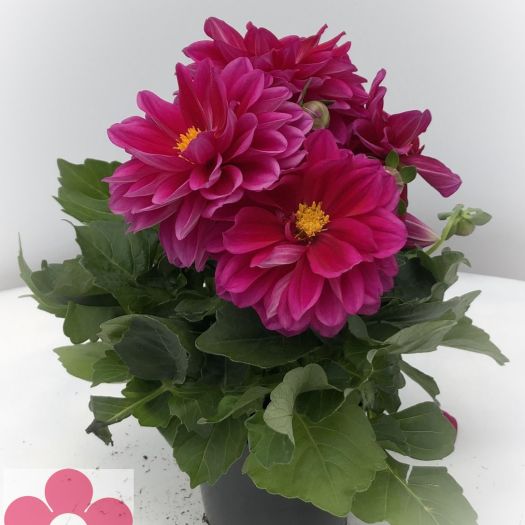Dahlien Hybriden (Dahlie) T12