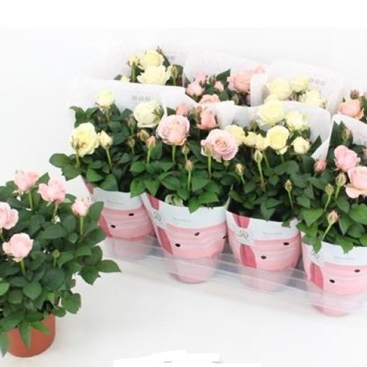 Rosen Hybriden `Infinity` T14