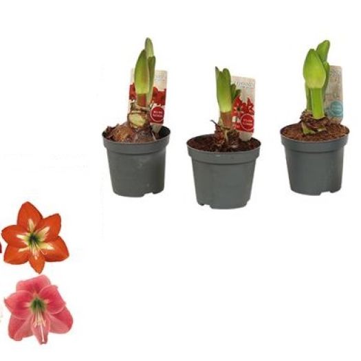 Amaryllis `Kolibri` 2 Knospen T9