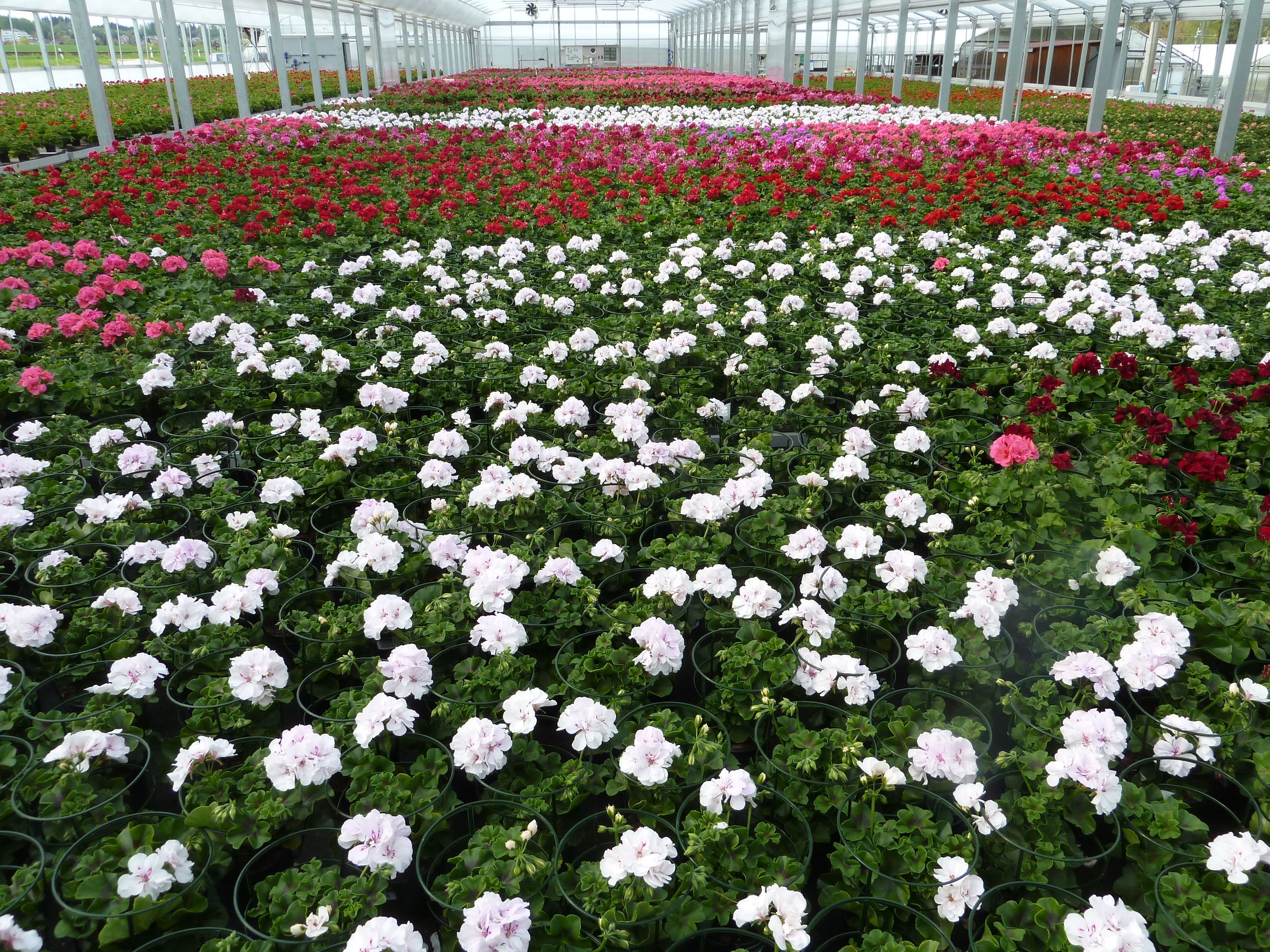 Blumenmeer