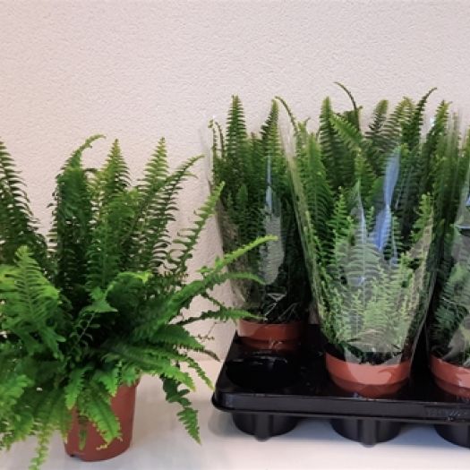 Nephrolepis "Green Lady" (Schwertfarn) T12