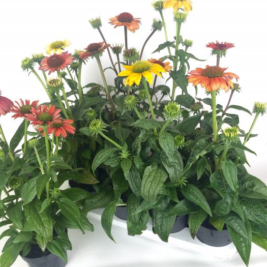 Echinacea (Igelkopf) Mix T13