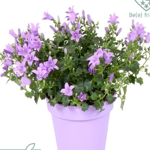 1308 Campanula `Ambella Blue` (Glockenblume) T11