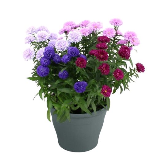 Aster dumosus (Kissenaster) Quattro T19