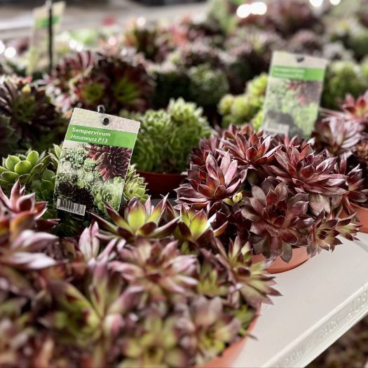 Sempervivum (Hauswurz) Mix T13