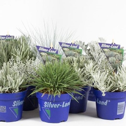 Silver-Land Mix ® (Strukturpflanzen) T12
