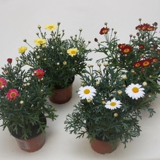 Chrysanthemum frutesc. (Margeriten) Mix T11